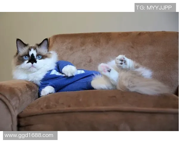 小猫如何逆袭成为足球明星的奇幻旅程与成长故事 小猫如何逆袭成为足球明星的奇幻旅程与成长故事